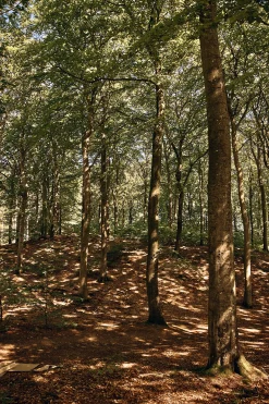 Køjeseng
